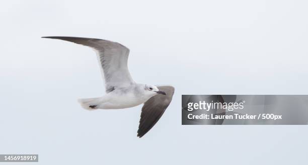 low angle view of herring gull flying against clear sky,beesands,kingsbridge,united kingdom,uk - gråtrut bildbanksfoton och bilder