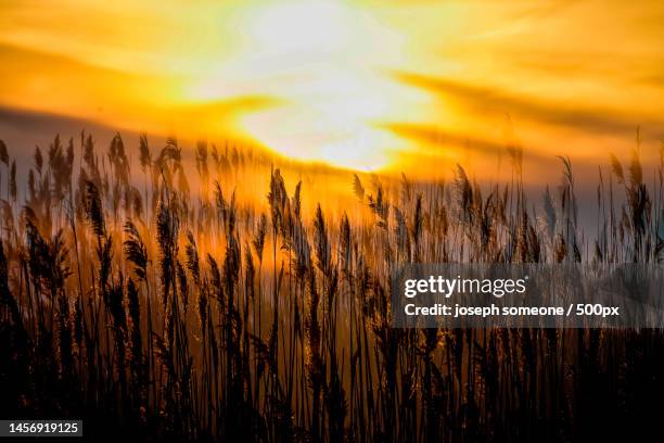 scenic view of sunset over field,pawnee,kansas,united states,usa - kansas landscape stock pictures, royalty-free photos & images