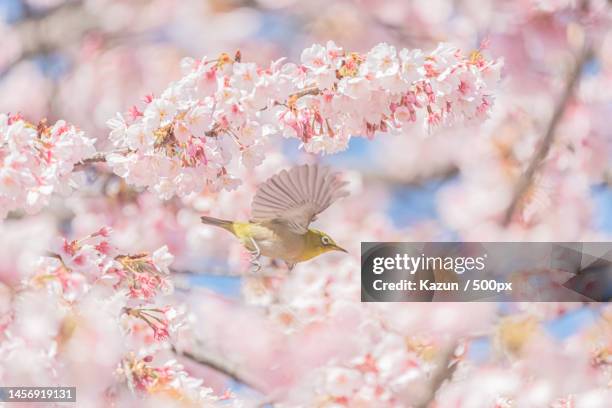 close-up of songbird perching on cherry blossom,tokyo,japan - wild cherry tree stock-fotos und bilder