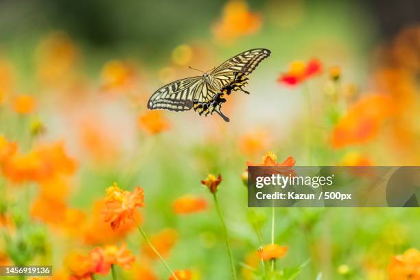 close-up of butterfly pollinating on flower,tokyo,japan - parelmoervlinder stockfoto's en -beelden