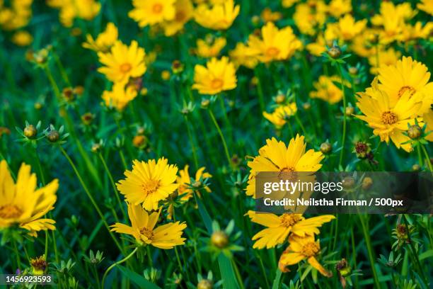 field of coreopsis lanceolata yellow flowers in the garden,ambarawa,indonesia - coreopsis lanceolata stock pictures, royalty-free photos & images