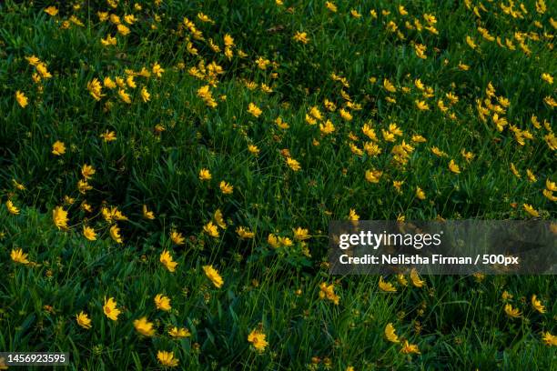 field of coreopsis lanceolata yellow flowers in the garden,ambarawa,indonesia - coreopsis lanceolata stock pictures, royalty-free photos & images