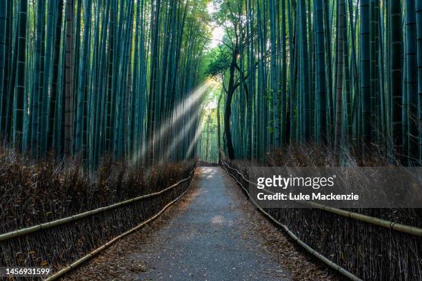 arashiyama bamboo grove - arashiyama imagens e fotografias de stock