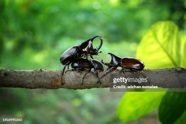 rhinoceros beetle fighting one another on wood in forest - horned beetle stock-fotos und bilder