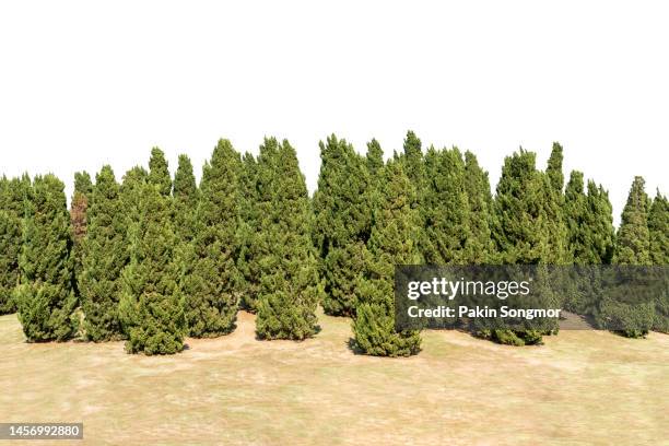 cedar pine (pinus glabra) is isolated on a white background. clipping path - bush imagens e fotografias de stock