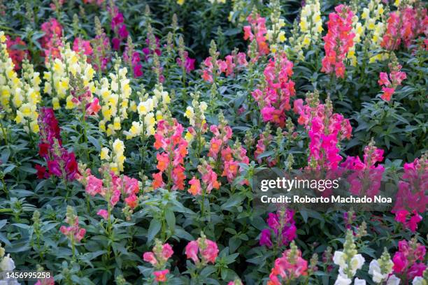 snapdragon diversity - antirrhinum majus imagens e fotografias de stock