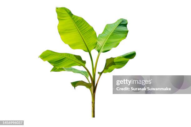 banana leaf or whole green fresh banana leaf isolated on white background - leaflitter stock-fotos und bilder
