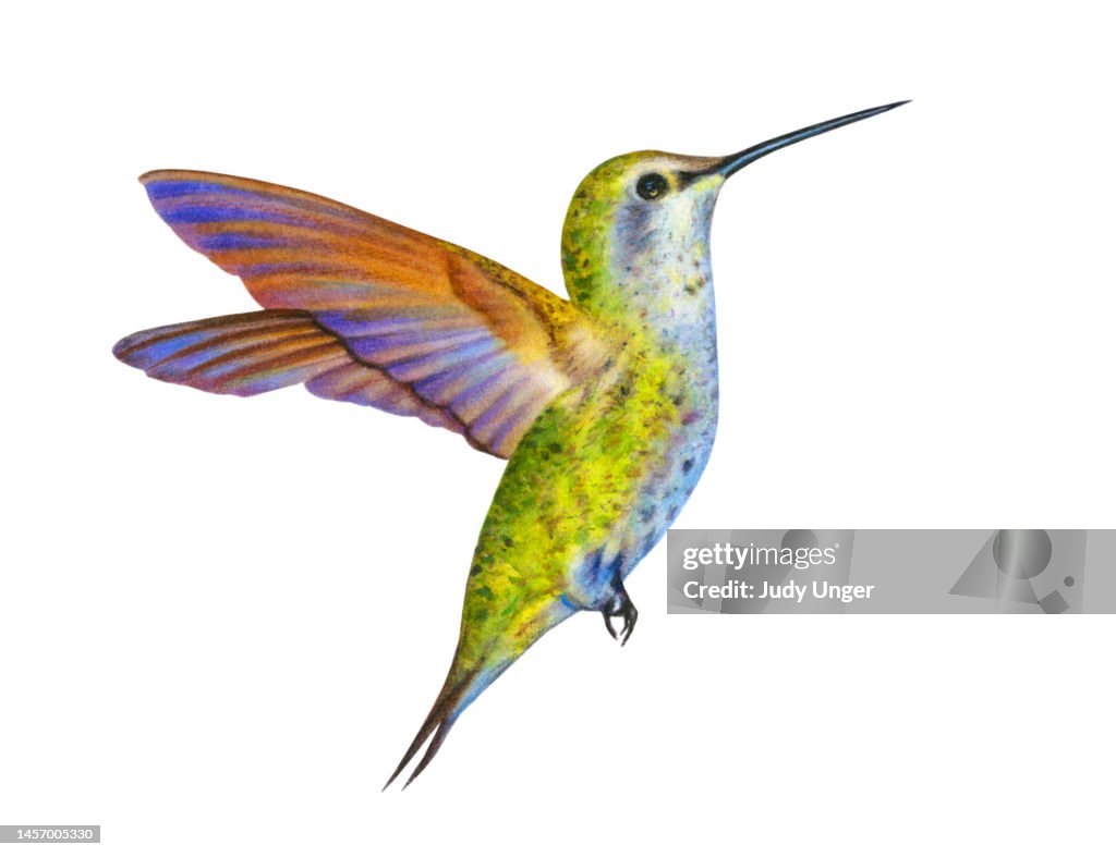 Hummingbird