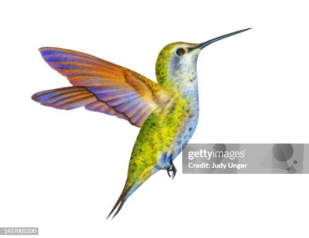 hummingbird - tropical bird stock illustrations