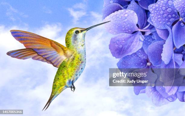 hummingbird and hydrangea with sky - hovering stock illustrations