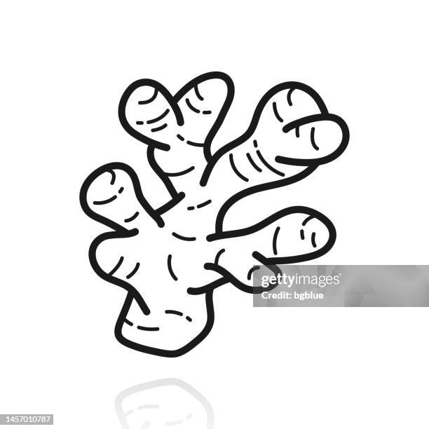 ginger. icon with reflection on white background - ginger stock illustrations