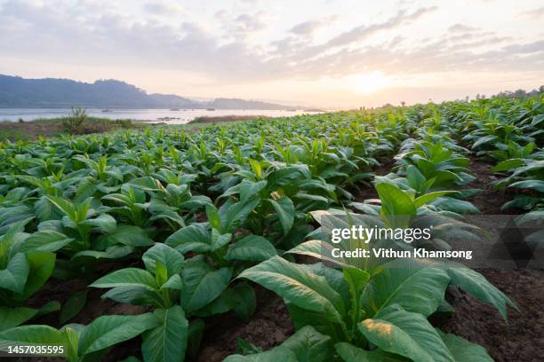 tobacco big leaf crops growing in tobacco plantation field - big pharma stockfoto's en -beelden
