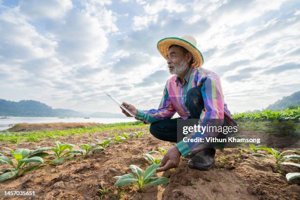 male asian farmer with tablet while working at  tobacco farm - water margin stock pictures, royalty-free photos & images