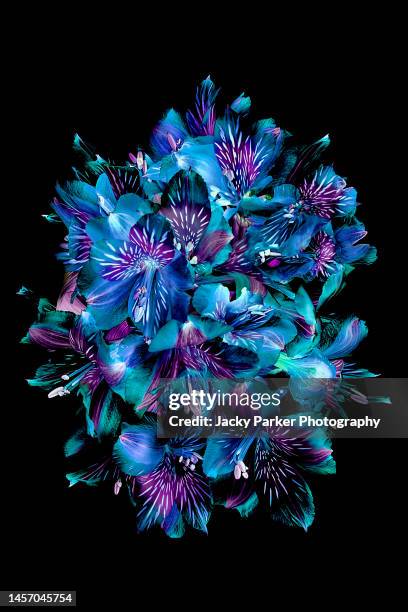 close-up image of a floral art display of alstroemeria flowers also known as peruvian lilies arranged on a black background - dreams stock pictures, royalty-free photos & images