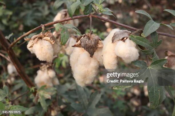 Rare naturally coloured cotton lint these rust coloured and light green cottons seen at Central Institute for Cotton Research seen on January 6, 2023...