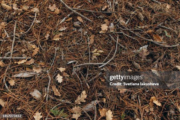 the ground in the forest is covered with branches, dry coniferous needles, oak leaves, cones - pine cone stock-fotos und bilder