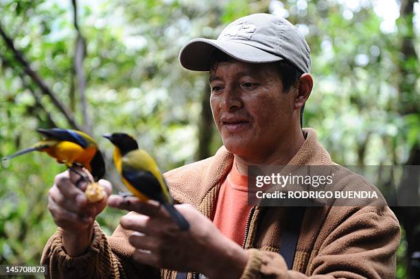 Angel Paz, a native guide, shows a Black Chinned Mountain Tanager at the private reserve of Paz de las Aves near Nanegalito, Ecuador, 65 Km north of...