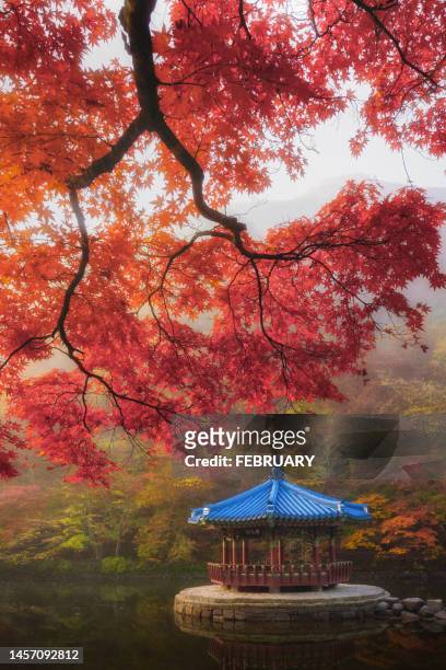 red ancient pavilion and red maple trees - korea landmark stock pictures, royalty-free photos & images