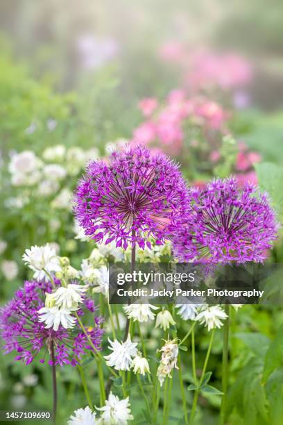 close-up image of the beautiful summer flowering allium "purple sensation" flowers against a soft background - allium stock pictures, royalty-free photos & images