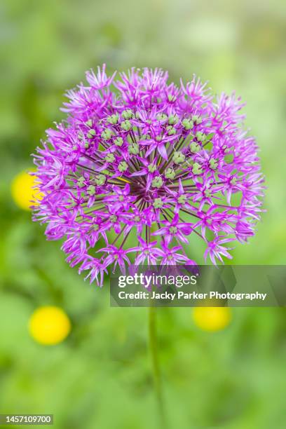 close-up image of the beautiful summer flowering allium "purple sensation" flowers against a soft background - riesenlauch stock-fotos und bilder