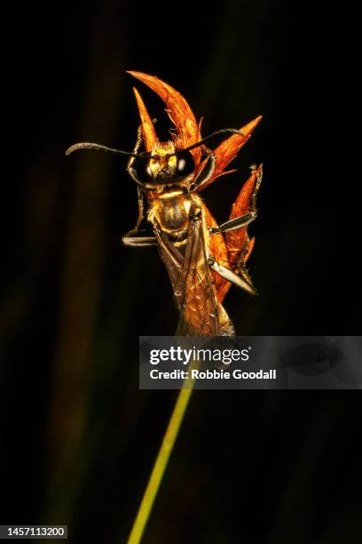 potter wasp (delta latreillei, previously classified as eumenes latreilli) - mud dauber wasp fotografías e imágenes de stock