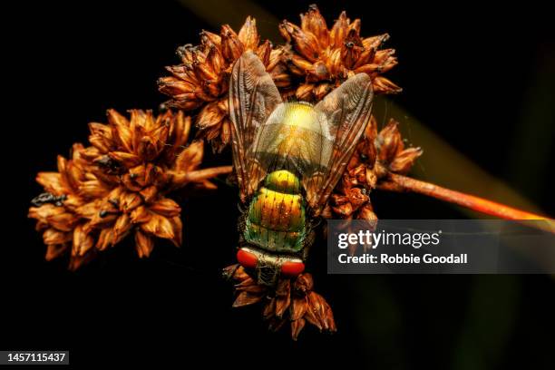 close-up of a fly on a flower at night - pollinator stock pictures, royalty-free photos & images