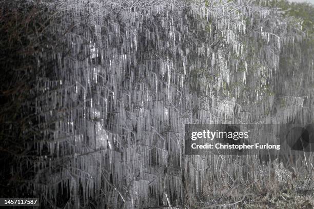 Splashes from a puddle create icicles on a hedgerow in sub-zero temperatures on January 17, 2023 in Macclesfield, United Kingdom. There are five...