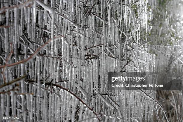 Splashes from a puddle create icicles on a hedgerow in sub-zero temperatures on January 17, 2023 in Macclesfield, United Kingdom. There are five...