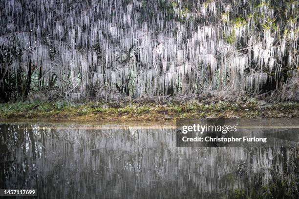 Splashes from a puddle create icicles on a hedgerow in sub-zero temperatures on January 17, 2023 in Macclesfield, United Kingdom. There are five...