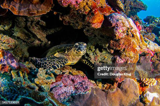 turtle1oct6-22 - tahiti stock pictures, royalty-free photos & images