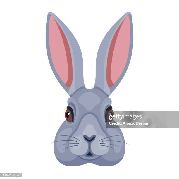 High Resolution Rabbit Head 944 Rabbit With Watch Stock Photos, High-Res Pictures, and Images ...