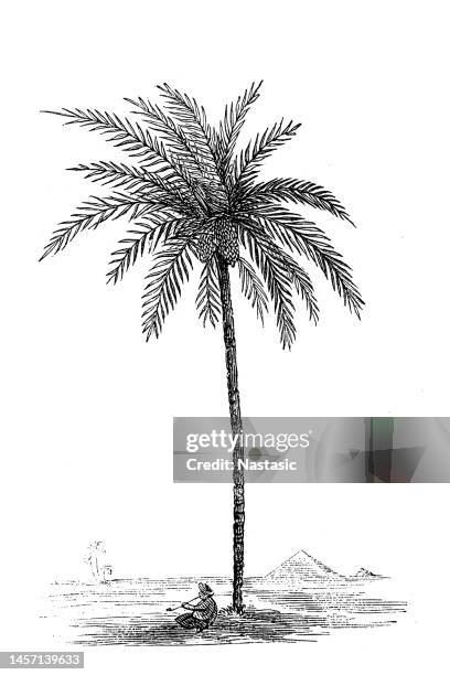 date palm - date palm tree stock illustrations
