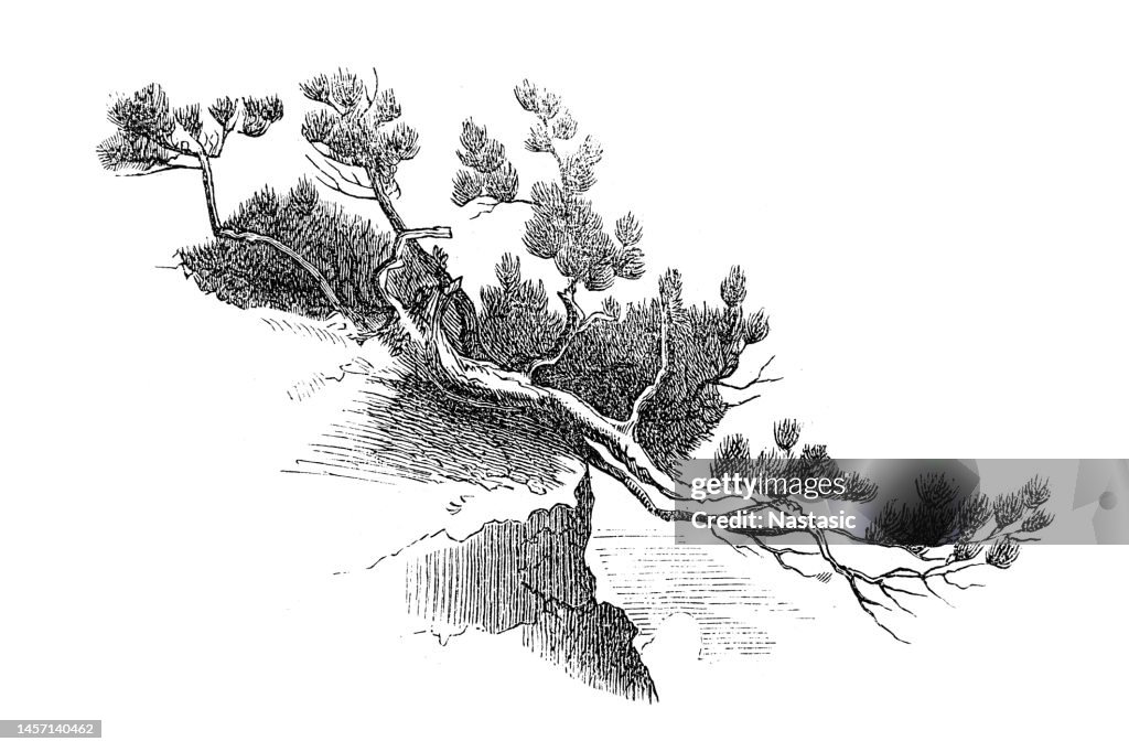 Pinus pumila, commonly known as the Siberian dwarf pine, dwarf Siberian pine, dwarf stone pine, Japanese stone pine, or creeping pine