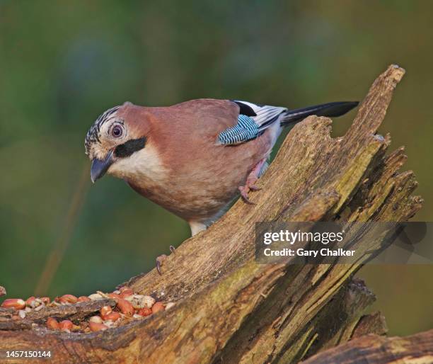 eurasian jay [garrulus glandarius] - gaai stockfoto's en -beelden