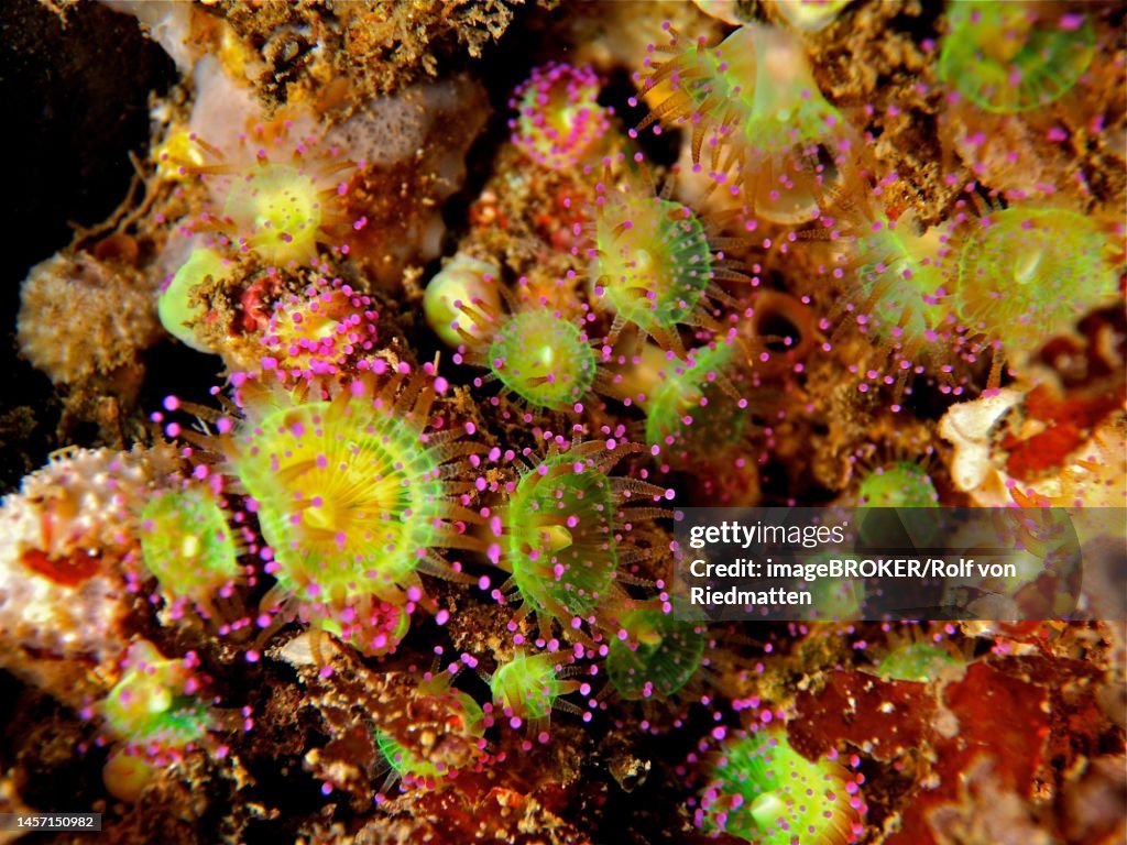 Green jewel anemone (Corynactis viridis) Sea anemone. Dive site Maharees Islands, Castlegregory, Co. Kerry, Irish Sea, North Atlantic, Ireland