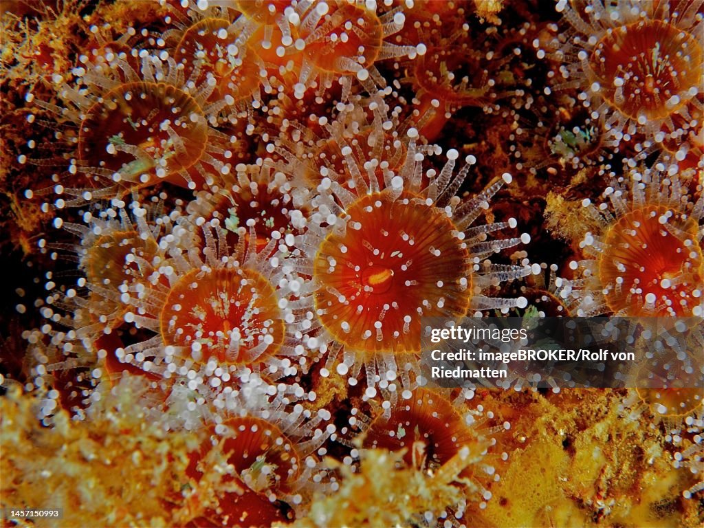 Orange jewel anemone (Corynactis viridis) Sea anemone. Dive site Maharees Islands, Castlegregory, Co. Kerry, Irish Sea, North Atlantic, Ireland