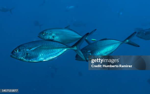 blue runners. - blue runner fish stock pictures, royalty-free photos & images