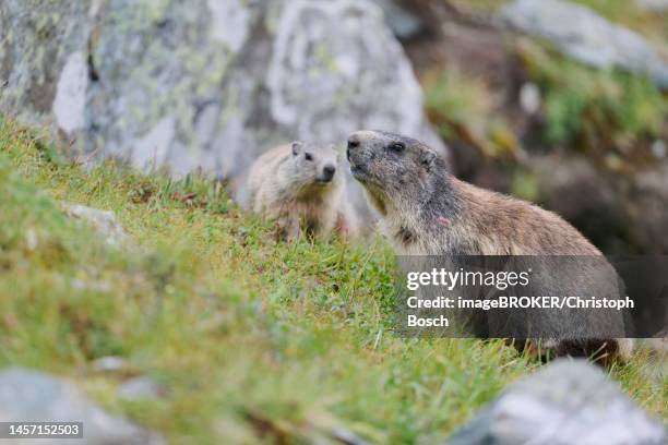 alpine marmot (marmota marmota), family with young, hohe tauern np, austria - hohe tauern national park stockfoto's en -beelden