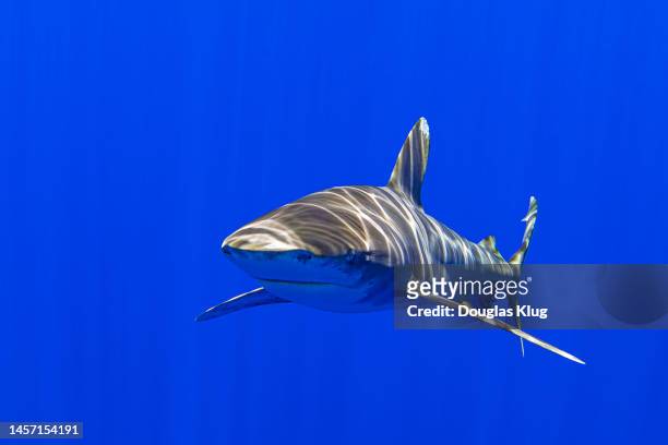 shark3cropaug15-22 - oceanic white tip shark stock pictures, royalty-free photos & images