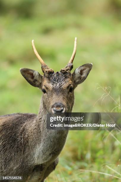 ilustraciones, imágenes clip art, dibujos animados e iconos de stock de fallow deer (dama dama) portrait of a one-year-old stag, so-called yearling, allgaeu, bavaria, germany - fallow deer