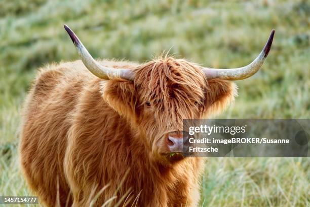 portrait of a free-ranging scottish highland cattle in the north holland dune reserve, north holland, the netherlands - highland cow stockfoto's en -beelden