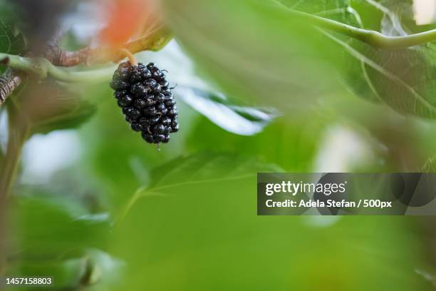 ripe and fresh fruits of black mulberry ripened on a tree branch healthy food of juicy mulberry fru,romania - mulberry fruit stock pictures, royalty-free photos & images