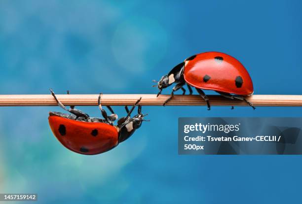 close-up of ladybug on twig,byala,bulgaria - wirbelloses tier stock-fotos und bilder