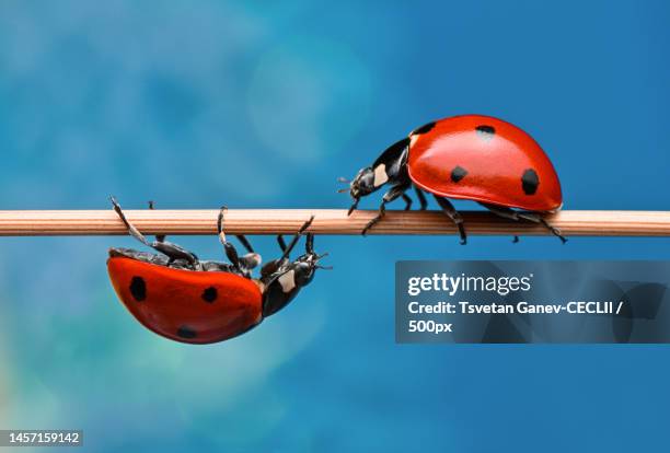 close-up of ladybug on twig,byala,bulgaria - invertebrado imagens e fotografias de stock