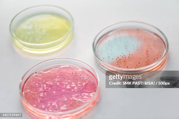 close up photograph of petri dishes with different colors,indonesia - yeast laboratory stockfoto's en -beelden