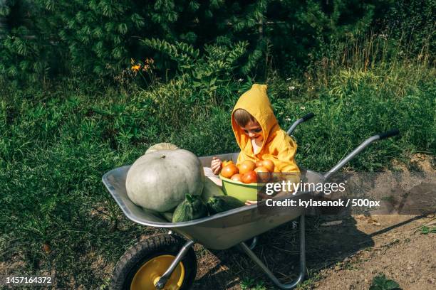 cute boy sitting in wheelbarrow with harvest,russia - child foodie photos et images de collection