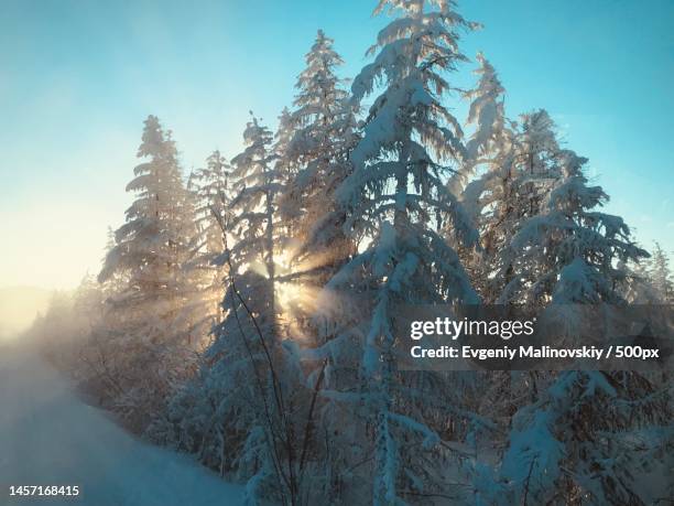 trees on snow covered land against sky,sakha republic,russia - russian far east stock-fotos und bilder