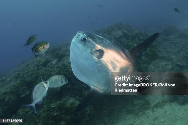 ocean sunfish (mola mola) at cleaning station, mediterranean sea, rosas, costa brava, spain - môle photos et images de collection