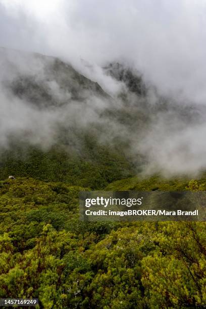 cloudy forested mountains, view from the hiking trail at levada do alecrim, rabacal, madeira, portugal - alecrim photos et images de collection