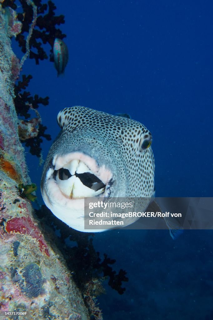 Portrait of star puffer (Arothron stellatus) . Dive site Thistlegorm wreck, Sinai, Egypt, Red Sea